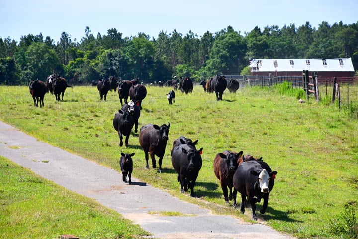 Wainwright Cattle Ranch - Naturally Raised Angus Beef