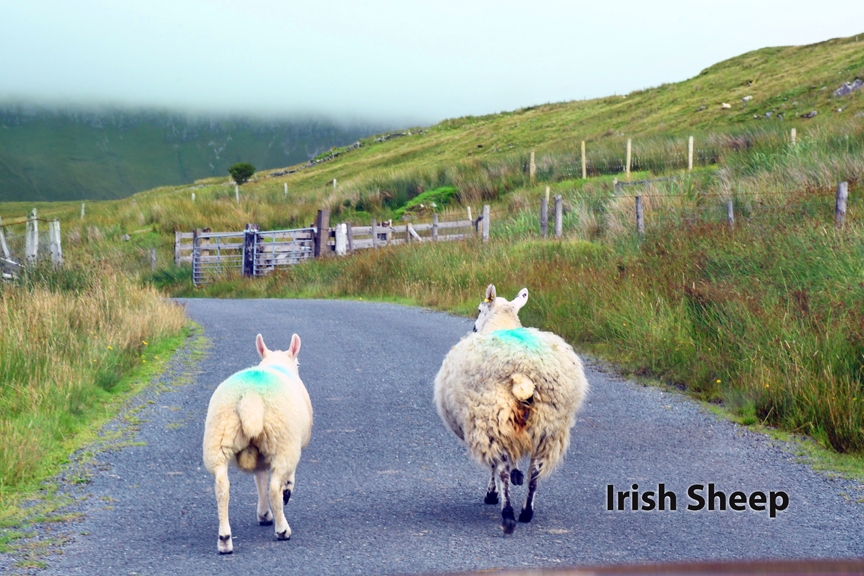 Two weeks travel of Ireland of places YOU MUST VISIT 115